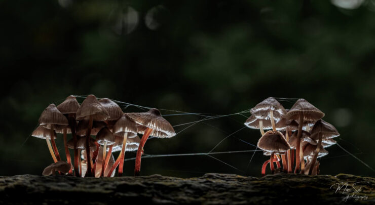 marc sol helmmycenas