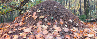 Andre Karper Bennekom Mierenreservaat