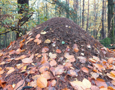 Andre Karper Bennekom Mierenreservaat