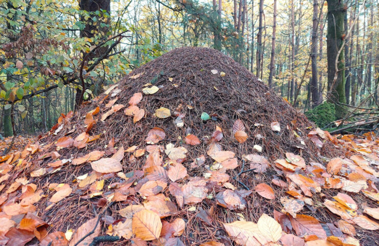 Andre Karper Bennekom Mierenreservaat
