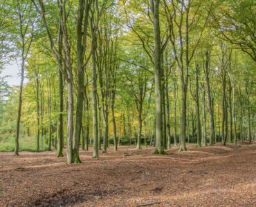 beukenbos dick klein geltink