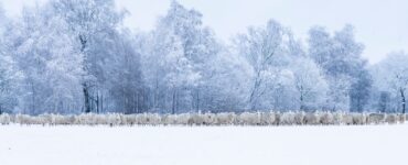 Lillian Jeziorski Schapen in de sneeuw