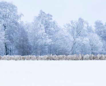 Lillian Jeziorski Schapen in de sneeuw