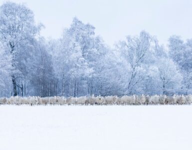 Lillian Jeziorski Schapen in de sneeuw