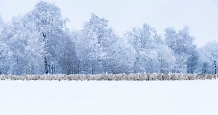 Lillian Jeziorski Schapen in de sneeuw