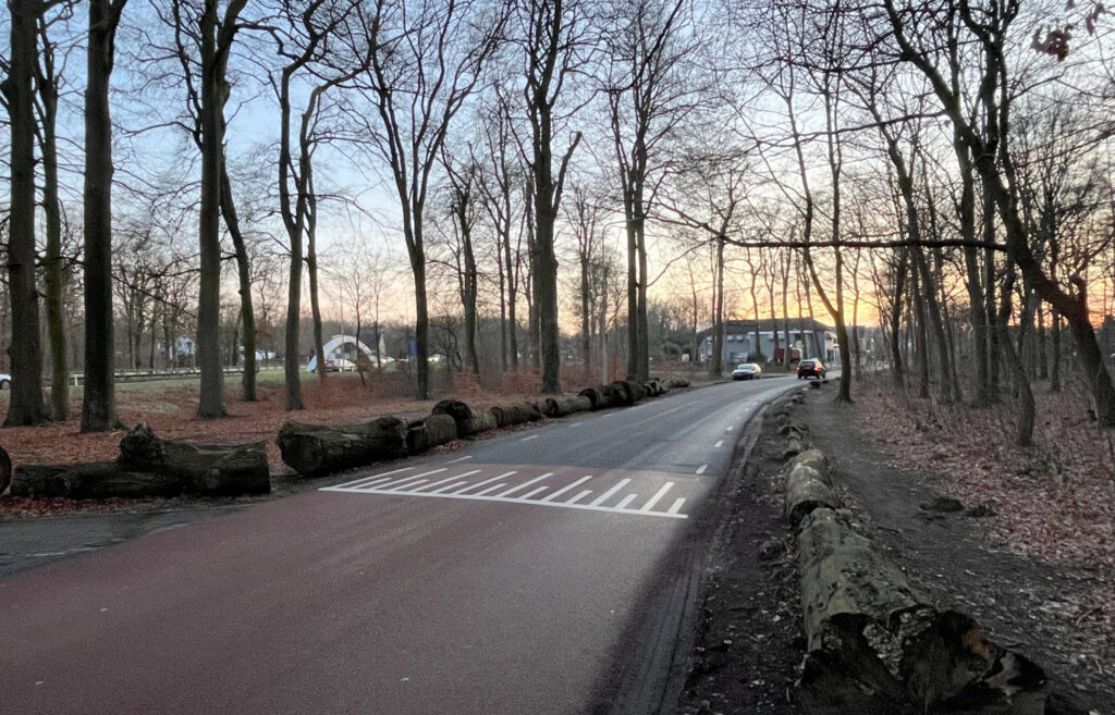 boomstammen edese bos