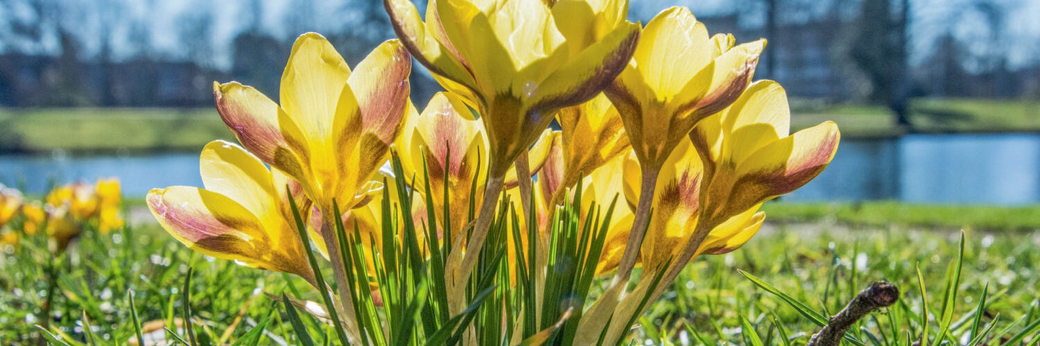krokussen proosdijpark dick klein geltink