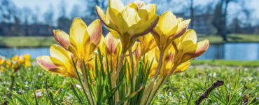 krokussen proosdijpark dick klein geltink