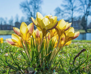 krokussen proosdijpark dick klein geltink