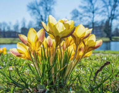 krokussen proosdijpark dick klein geltink