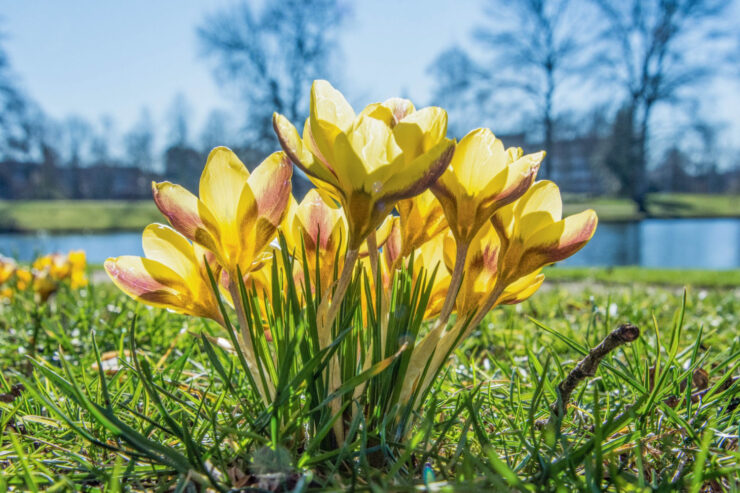 krokussen proosdijpark dick klein geltink