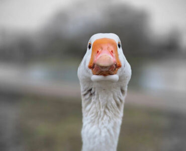De week van Ede: Veluwe krijgt mogelijk kleine kerncentrale 2 gans elsa de leeuw