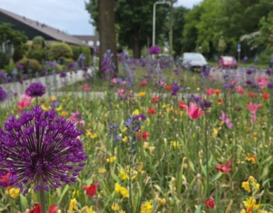 commandeursweg plantsoen