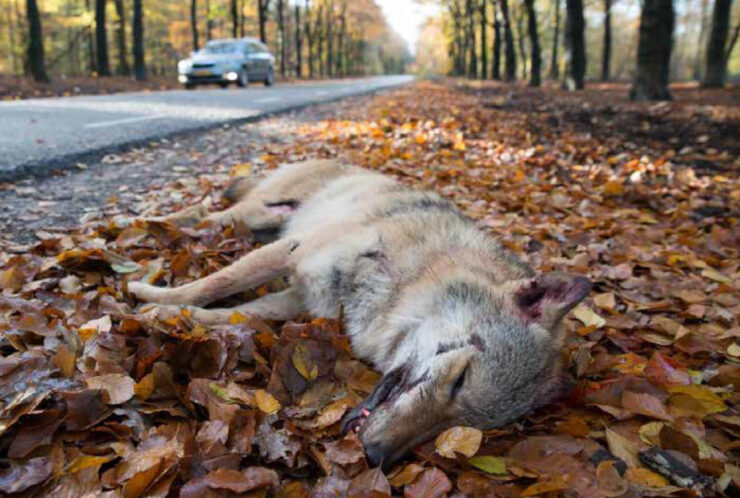 Schiet, schep en zwijg: De wolvenstroperij rond Ede 3 wolf aangereden