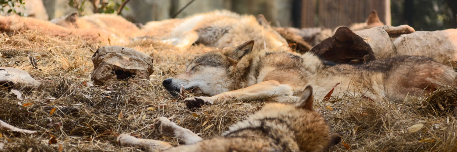 wolf alex bian