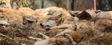 wolf alex bian