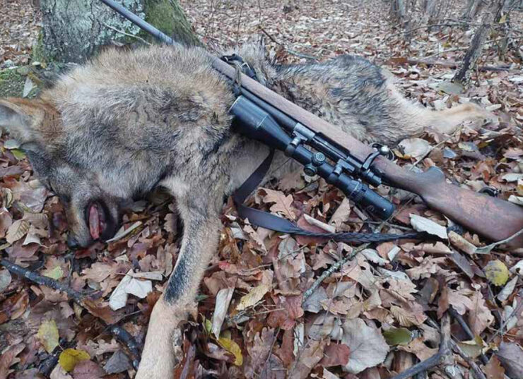 Schiet, schep en zwijg: De wolvenstroperij rond Ede 2 wolf doodgeschoten