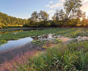 Louiz Prinsen Heidebloemplas