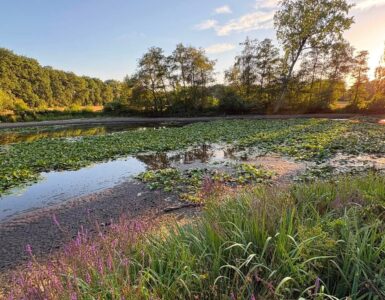 Louiz Prinsen Heidebloemplas