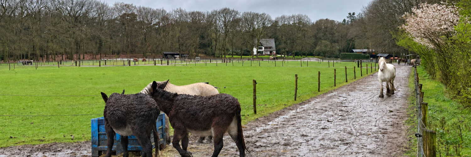 united souls zorgboerderij ezels