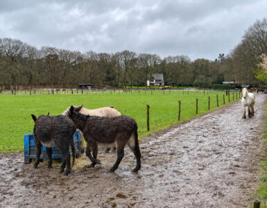 Zorgboerderij United Souls declareerde onterecht €145.000 2 united souls zorgboerderij ezels