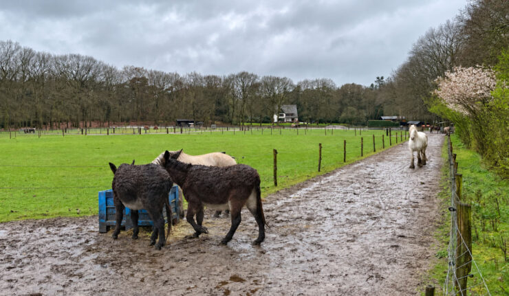 united souls zorgboerderij ezels